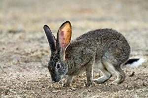 Rocky Terrain Wildlife Imprime: Scrub hare