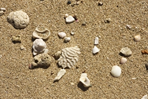 Caribbean Coastal Scene Imprime: Seashell on the shore