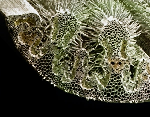 Impresiones de La hoja de marram, micrografia electrónica escaneada (SEM) transversal a través de una sección de la hoja del marram grass Ammophila arenaria Imágenes fechadas en 1999: Sección a través de la hoja del trigo marino