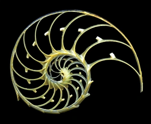 Nautilus Shell Imprime: Sectioned shell of a nautilus