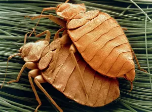 Imágenes fechadas en 2005: Sembrado de hormigas camarinas
