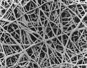 Impresiones de Membrana de la concha del huevo. Micrografía en escaneo electrónico (SEM) de la membrana interna de la concha del huevo de una gallina Imágenes de julio de 2005: Membrana interna de la capa externa del huevo de gallina
