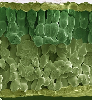 Impresiones de Hoja de espinaca. Micrografia escaneada por electrones (SEM) colorida de una hoja fracturada del planta de espinacas, Spinacia oleracea Imágenes de 2000: Hoja de espinaca