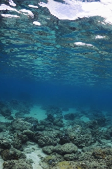 Tropical Ocean Scene Imprime: Shallow reef