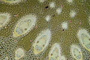 Impresiones de Rápido corriente talo. Micrografía de luz de una sección a través del talo de la planta rizada comestible (Juncus acutus) con adaptación al clima árido (xerófita) Imágenes fechadas en diciembre de 2011: Rápido aflujo tallo, gráfico microscópico ligero