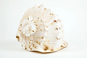 Seashell Photography Imprime: Shell