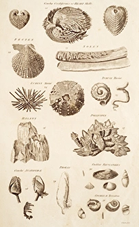Calcium Carbonate Shells Imprime: Shell Forms C017 / 3510
