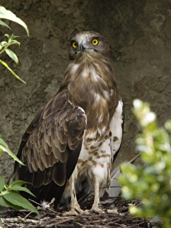 Eagle Species Imprime: Short-toed eagle