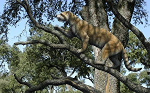 Prehistoric Mammal Imprime: Simocyon in a tree, artwork