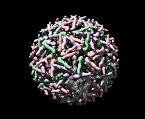 Imágenes fechadas el 3 de marzo de 2008: Virus de Sindbis, modelo de computadora