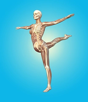 Female Skeleton Anatomy Imprime: Skeleton dancing