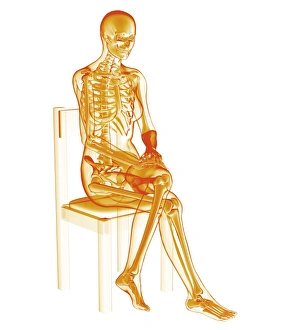 Human Anatomy Diagram Imprime: Skeleton sitting