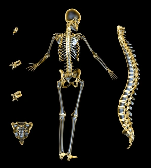 Human Skeleton Imprime: Skeleton and spine, computer artwork
