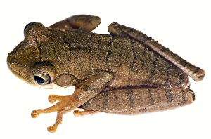 Rainforest Amphibians Imprime: Slender-legged treefrog