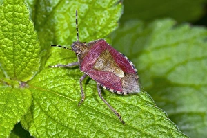 Sloe Bug Imprime: Sloe bug on a leaf