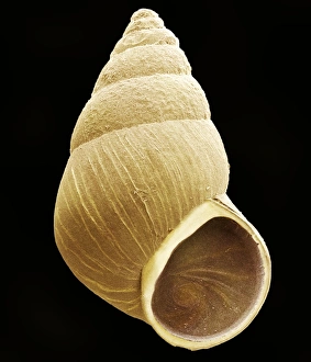 Imágenes de junio de 2003: Caracol, SEM