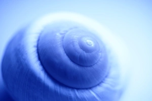 Invertebrate Biology Imprime: Snail shell