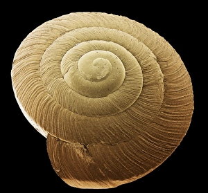 Impresiones de Concha de caracol. Imagen escaneada electrónicamente colorida (SEM) de la concha del caracol (orden Pulmonata) Imágenes de junio de 2005: Concha de caracol, SEM