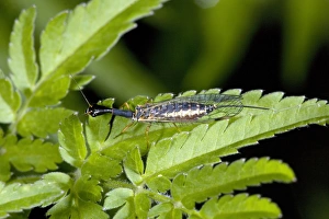 France Wildlife Imprime: Snake fly