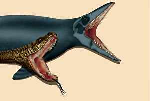 Impresiones de La evolución de la mandíbula del cobra: Ilustración computarizada de un cobra y su antepasado, el mosásaurio, mostrando sus dientes relacionados e estructura dental y articulación de las mandíbulas Imágenes de 2000: Evolución de la mandíbula del cobra