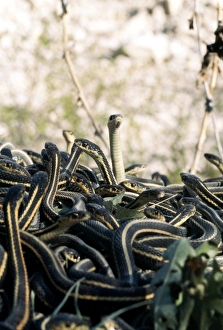 Snake Mating Behavior Imprime: Snakes mating