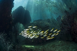 Tropical Ocean Fish Species Imprime: Snappers
