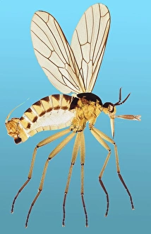 Insect Anatomy Imprime: Snipe fly, light micrograph