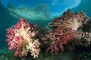 Coral Reef Life Imprime: Soft corals