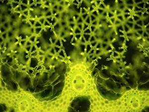 Light Microscopy Images Imprime: Soft rush stem, light micrograph