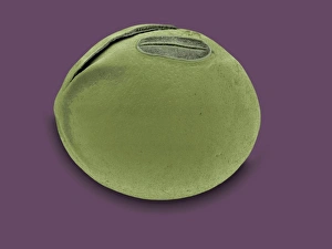Seed Dispersal Methods Imprime: Soya bean, SEM