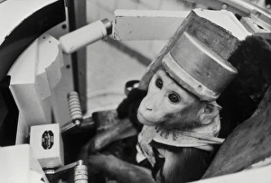 Impresiones de El mono del espacio: un rhesus macaqué en un simulador de satélite espacial durante la formación para el programa Bion soviético-estadounidense Imágenes de 2000: Mono del espacio