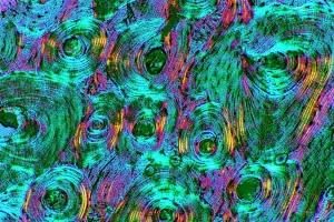 Imágenes de noviembre de 2008: Hueso compacto, micrografía ligera