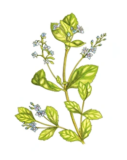 Watercolor Botanicals Imprime: Speedwell (Veronica beccabunga), artwork C016 / 3408