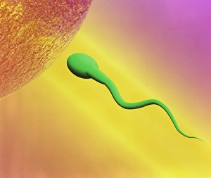 Fertilization Process Imprime: Sperm and egg