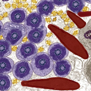 Coloured TEM Images Imprime: Sperm in the testis, TEM