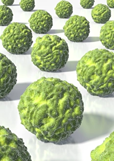 Cocci Bacteria Imprime: Spherical bacteria, artwork