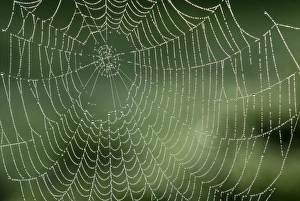 Morning Spider Web Imprime: Spider web