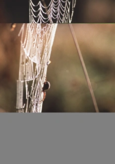 Dewy Spider Web Imprime: Spiders web
