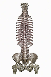 Human Spine Anatomy Imprime: Spinal column