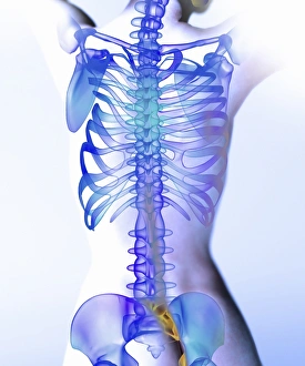 Human Skeleton Imprime: Spine, computer artwork