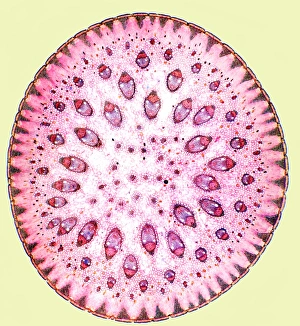 Vascular Bundle Structure Imprime: Spiny rush stem, light micrograph