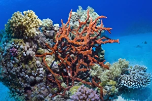 Coral Reef Ecosystem Imprime: Sponge on a reef