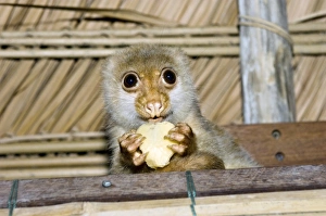 West Papua Indonesia Imprime: Spotted cuscus