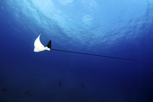 Aetobatus Narinari Imprime: Spotted eagle ray