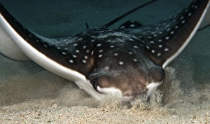 Aetobatus Narinari Imprime: Spotted eagle ray digging in the sand