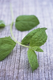 Herb Photography Imprime: Sprig of mint