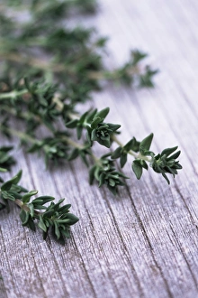 Thyme Plant Imprime: Sprigs of thyme
