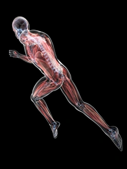 Central Nervous System Diagram Imprime: Sprinter, artwork