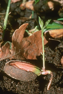 Seedling Growth Imprime: Sprouting acorn