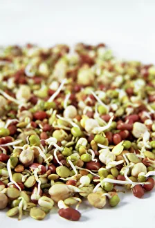 Impresiones de Huesos de frijoles que brotan. Frijoles adzuki sproutados con garbanzos verdes y lentejas verdes también se utilizan para hacer una receta saludable Imágenes de mayo de 2006: Hojas de garbanzo en germinación